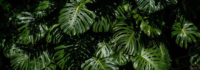 Monstera plant in tropical forest, botanical garden. Banner