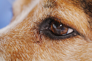 close-up. The eye of the dog breed Jack Russell Terrier. 