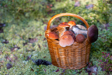 Forest mushroom boletus, cep, porcini, chanterelle collected in a wooden wicker basket. Late summer...
