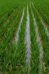 田植えの終わった水田