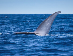 Blue Whale Fluke