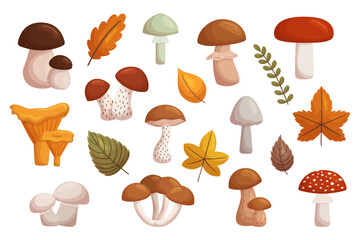 Assorted Forest Mushrooms, A Diverse Set Of Edible And Poisonous Fungi Found In Woodland Areas, Cartoon Illustration