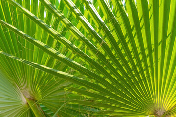 Sun shining through green palm leaves. Natural tropical summer background, abstract texture, wallpaper, backdrop.