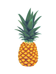Fototapeta premium Pineapple Illustration