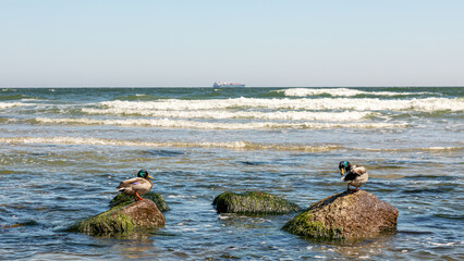 Enten auf einem Stein in der Ostsee im Ostseebad Göhren auf Rügen - im Hintergrund transportiert...