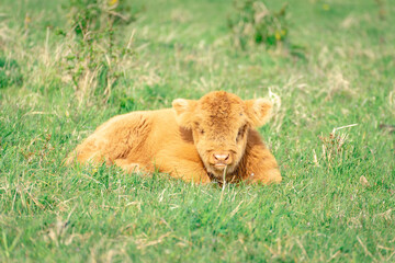 Calf enjoy the sun in the dunes of Wassenaar, The Netherlands.