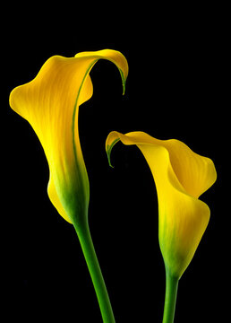 Two Stunning Yellow Calla Lillies