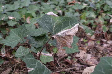 Decaying plants. Forest, and park areas.