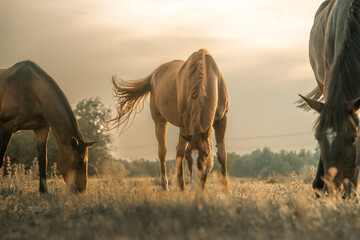 Atmospheric horse photograph, beautiful horses in a field, dream like heavenly photo