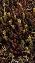 red and green onions