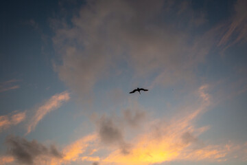 Fototapeta na wymiar Watching the beautiful sunset in Venice Beach, FL 