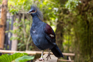 Blue Crowned Pigeon