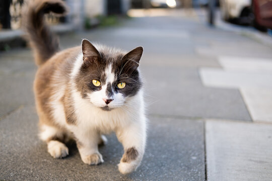 Artistic photo of a white and grey hairy street cat walking on the concrete pavement towards the camera and looking at camera. Yellow eyes. Bokeh.