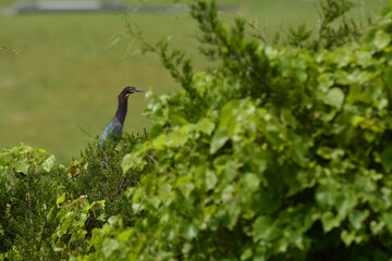 Green Heron in a tree