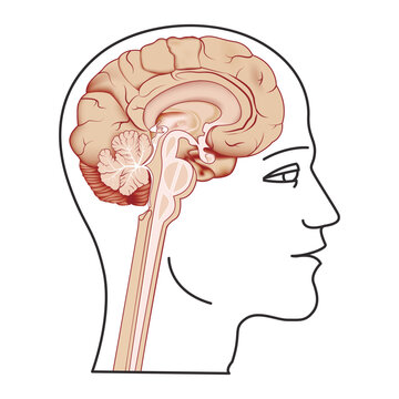 Contour profile of a man with a brain in a section in profile. Medical poster. Vector illustration