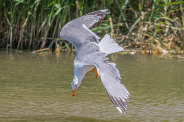 yellow-legged gull swooping into the water of los aiguamolls emporda girona spain