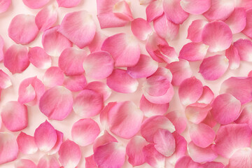 Fototapeta premium Pink petals on a pastel background. Floral banner. Soft selective focus.
