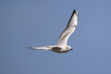 Black-headed gull // Lachmöwe (Chroicocephalus ridibundus)