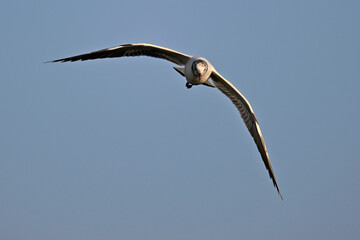 Black-headed gull // Lachmöwe (Chroicocephalus ridibundus)