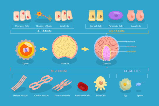 3D Isometric Flat Vector Conceptual Illustration of Endoderm, Mesoderm And Ectoderm, Educational Diagram