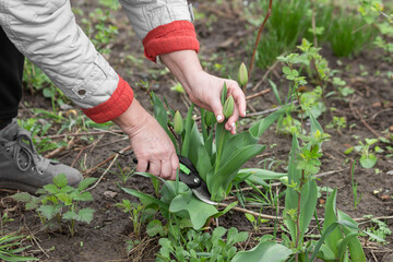 Senior woman gardener, florist picks fresh tulip flowers in spring organic farm, using pruner. Home gardening concept.