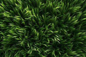 Naklejka na ściany i meble top view of green grass texture background 
