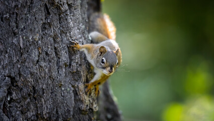 Naklejka na ściany i meble Onlooking Red squirrel on a tree