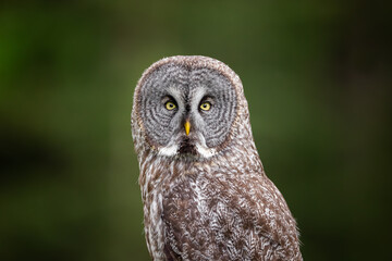 great grey owl closeup