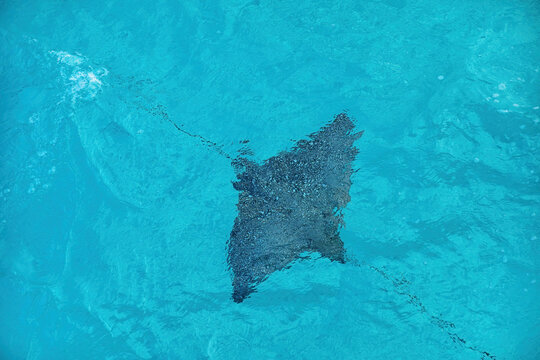 Pacific white-spotted eagle ray swimming under water