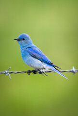 Mountain bluebird on a barbwire perch 