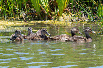 gadwall Mareca strepera is a common duck that swims in the aiguamolls de emporda in girona spain