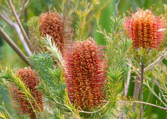 Hairpin banksia flower cone growing upwards from the tree branches. The distinctive inflorescences or flower spikes occur over a short period through autumn and early winter.