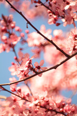cherry blossoms