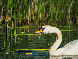 Obraz premium Swan with babies swimming in the lake trying to get food
