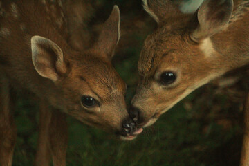 two fawns licking each other