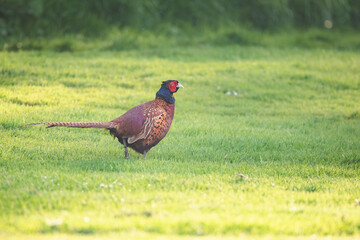 A male common pheasant (Phasianus colchicus) in a green grassy clearing near a forest in Aberdour, Fife, Scotland, UK.