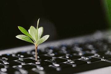 Green information technology. Environmentally Sustainable IT. Copy space. Green plant growing on...