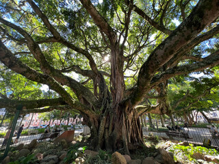 Arvores Centenárias Figueira Centro de Florianópolis Praça