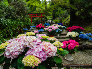 たくさんの紫陽花が咲く道