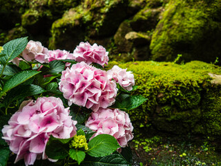 ピンク色の紫陽花の花が咲く苔むした庭