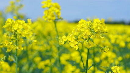 canola fields bright yellow flowers used in production of canola oil and butter - generative ai
