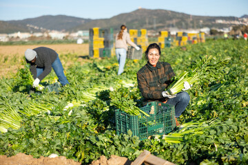 Asian woman squatting at crates full of celery and smiling, during crop harvesting on plantation.