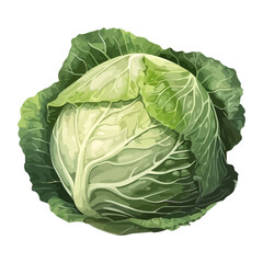 Fototapeta premium Fresh organic cabbage, healthy vegetarian meal