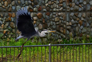 A great blueheron is take off