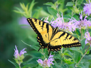 Eastern Tiger Swallowtail butterfly feasting on sweet nectar from the blooms of swamp milkweed