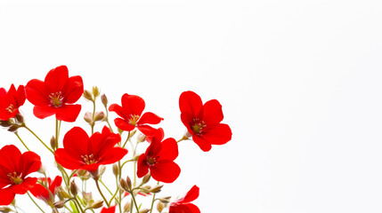 Postcard with red flowers on white background, with copy space for text. Empty card, banner, frame, backdrop. Generative AI