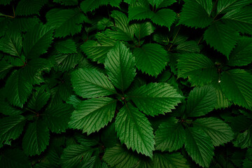 Beautiful green leaves of young plants in night darkness partially lit by light