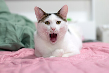 Fototapeta na wymiar Daily concept of Japanese Bobtail cat living at home
