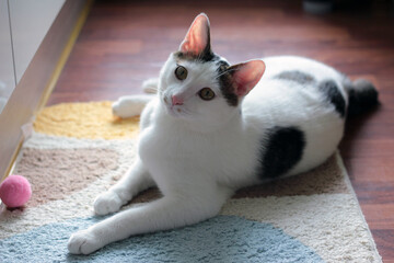 Daily concept of Japanese Bobtail cat living at home