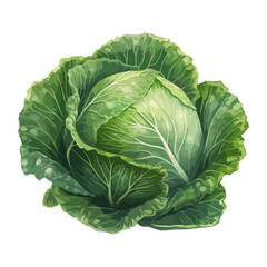 cabbage organic salad, a healthy vegetarian meal